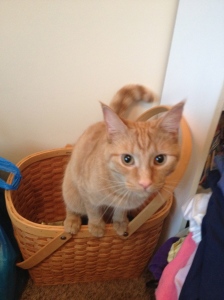 And here's Snickers... In a basket for your enjoyment. 
